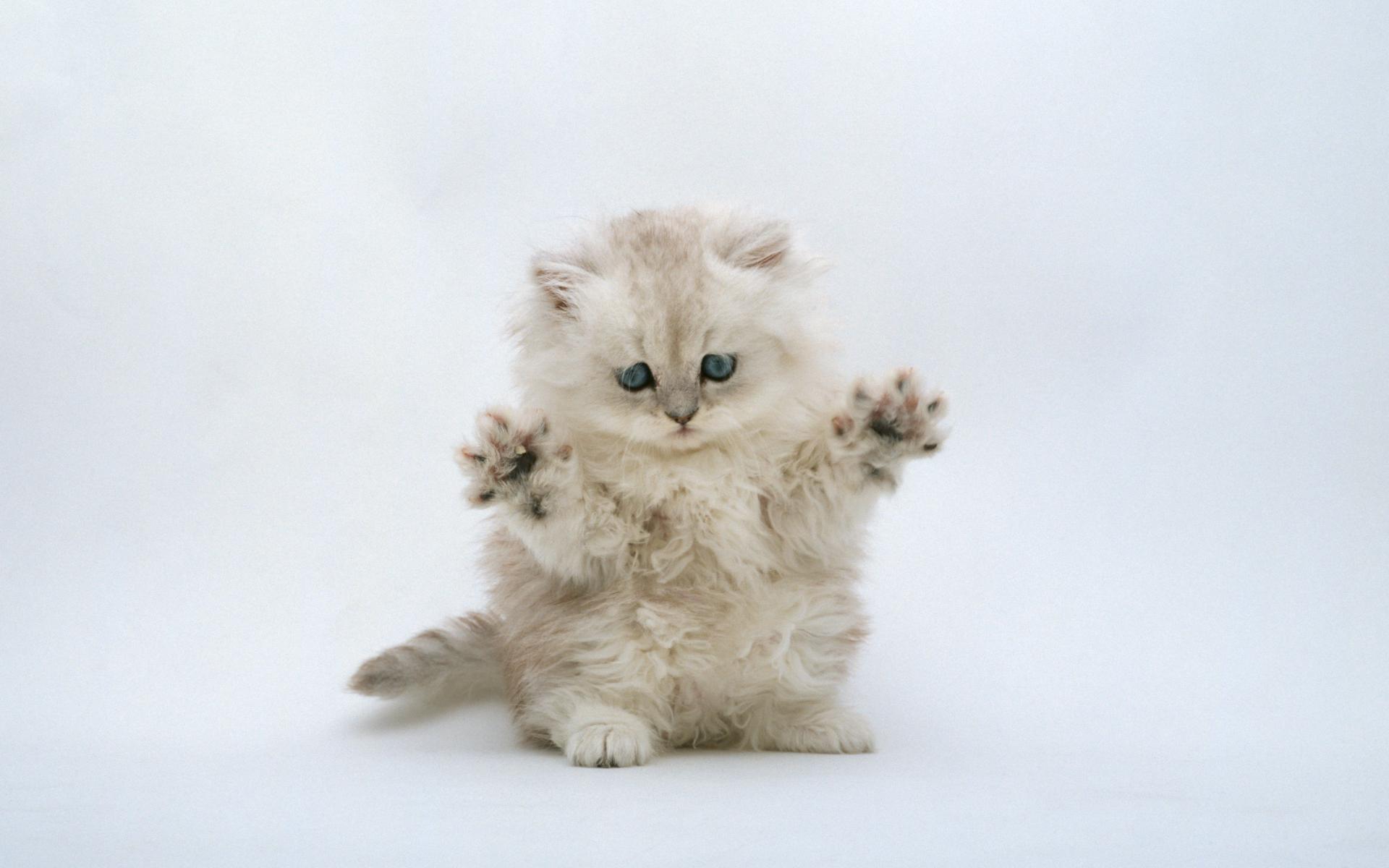 Кот Феня